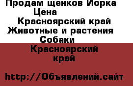 Продам щенков Йорка › Цена ­ 13 000 - Красноярский край Животные и растения » Собаки   . Красноярский край